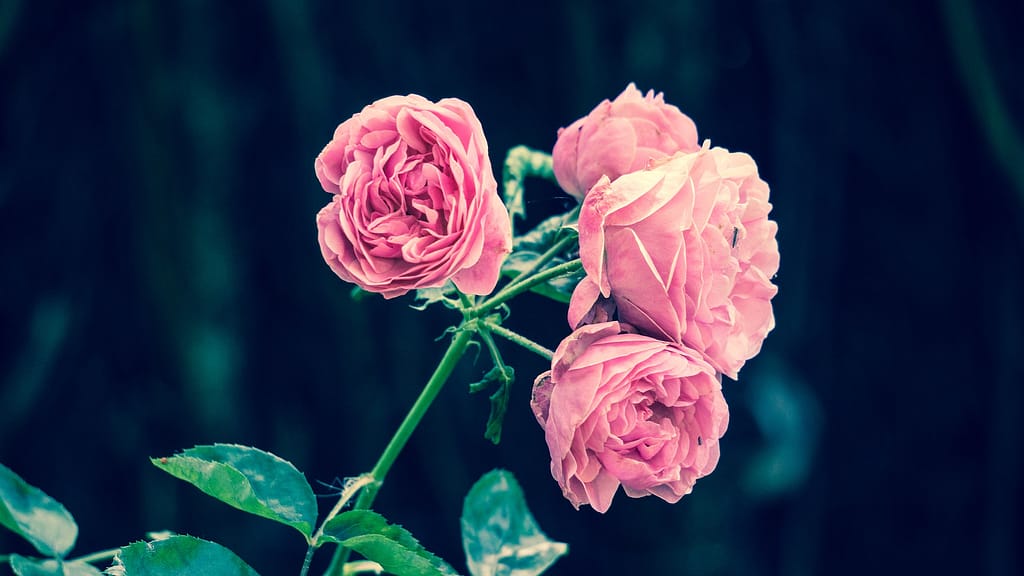 Pink roses against a dark green background